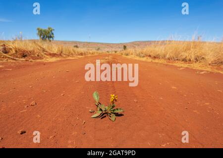 Gelbe Wildblumen wachsen inmitten einer roten Feldstraße im Outback, Mornington Wilderness Camp, Kimberley Region, Western Australia, WA, Australien Stockfoto