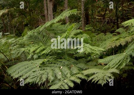 Grüne Wedel von Lacy Tree Farn (Cyathea cooperi) im subtropischen Regenwald im Flachland auf dem Tamborine Mountain, Queensland, Australien. Hintergrund. Stockfoto