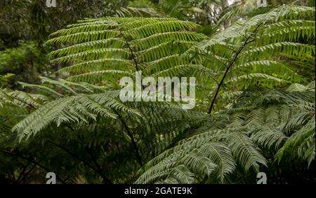 Grüne Wedel von Lacy Tree Farn (Cyathea cooperi) im subtropischen Regenwald im Flachland auf dem Tamborine Mountain, Queensland, Australien. Hintergrund. Stockfoto