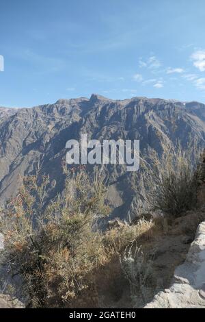 Colca Canyon in Peru auf der Suche nach Kondoren in den Hügeln des Canyon Berge Berge Felsen Buschsträucher Himmelsvögel befallen Condor Condors Felsen Stockfoto