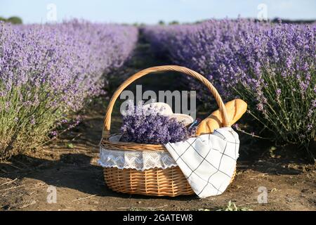 Picknickkorb aus Korbkörbchen im Lavendelfeld Stockfoto