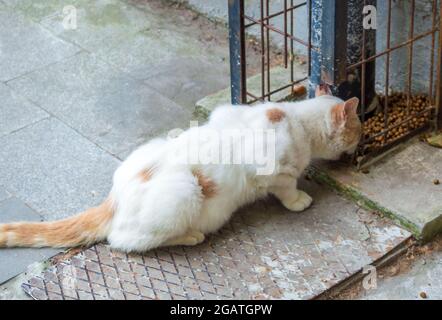 Hungrige weiße streunende Katze frisst trockenes Essen auf der Straße gefunden. Fütterung streunende Tiere. Schöne Katze Stockfoto