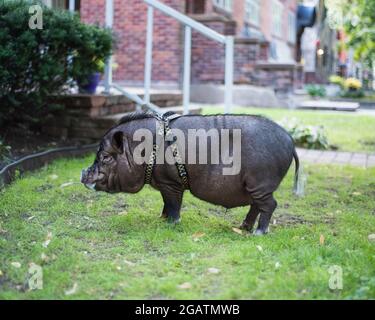 Pot-Belly Schwein im Vorgarten Stockfoto