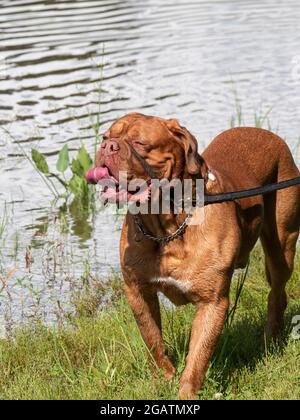 Großer Hund mit sanftem Anführer Dies ist eine Methode, um Ihren Hund auf freundliche Weise zu korrigieren Stockfoto