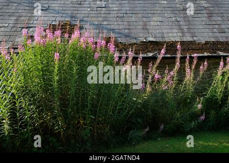 Das Unkraut Rosebay Willowherb, auch Fireweed genannt - Chamaenerion angustifolium - wächst unter einem Schieferdach in Herefordshire, England, Großbritannien Stockfoto