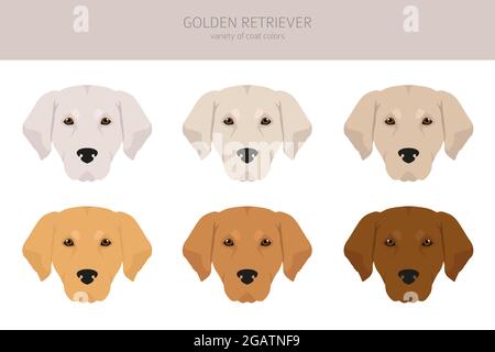 Golden Retriever Hunde in verschiedenen Posen und Fellfarben Cliparts. Vektorgrafik Stock Vektor