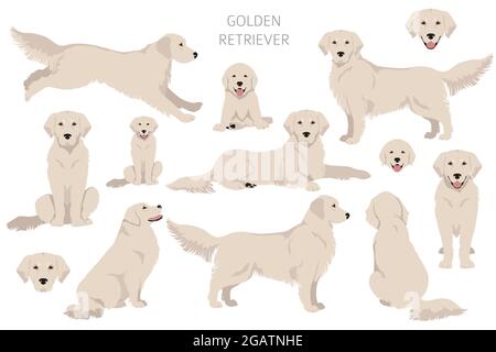 Golden Retriever Hunde in verschiedenen Posen und Fellfarben Cliparts. Vektorgrafik Stock Vektor