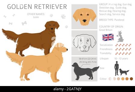 Golden Retriever Hunde in verschiedenen Posen und Fellfarben Cliparts. Vektorgrafik Stock Vektor