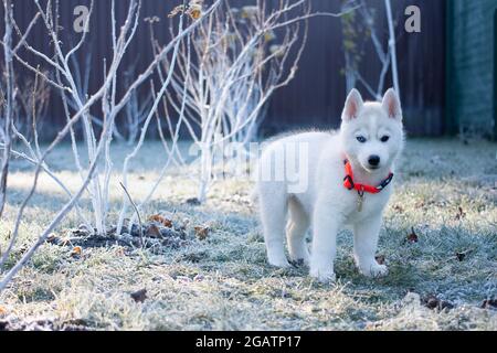 Weißer Husky-Welpe, der am Wintermorgen im Park steht. Stockfoto