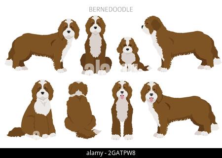 Bernedoodle Mischung Rasse Clipart. Verschiedene Fellfarben und Posen eingestellt. Vektorgrafik Stock Vektor
