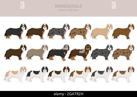 Bernedoodle Mischung Rasse Clipart. Verschiedene Fellfarben und Posen eingestellt. Vektorgrafik Stock Vektor