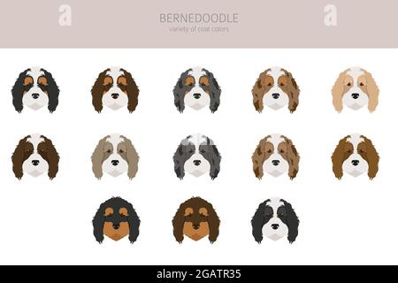 Bernedoodle Mischung Rasse Clipart. Verschiedene Fellfarben und Posen eingestellt. Vektorgrafik Stock Vektor