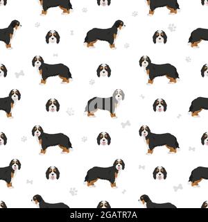 Bernedoodle Mischung Rasse nahtlose Muster. Verschiedene Fellfarben und Posen eingestellt. Vektorgrafik Stock Vektor