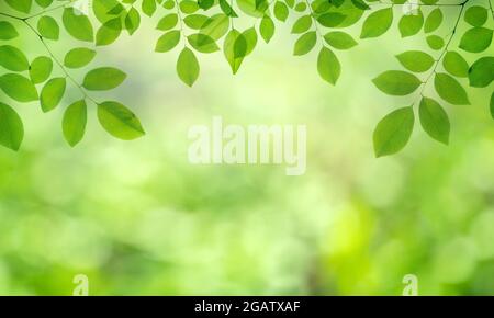 Nahaufnahme von grünen Blättern auf verschwommenem grünen Hintergrund im Garten. Stockfoto