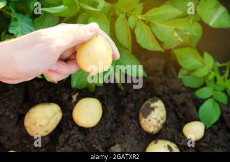 Der Bauer hält frisch gepflückte Kartoffeln auf dem Feld. Ernte, Ernte. Bio-Gemüse. Landwirtschaft und Landwirtschaft. Kartoffel. Selektiver Fokus. Stockfoto