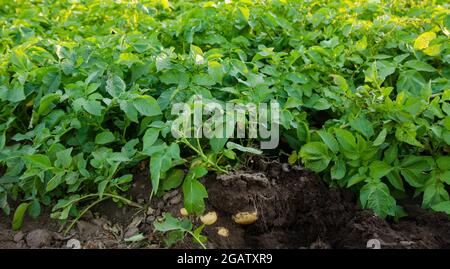 Junge Kartoffelsträucher wachsen auf dem Feld. Ernte, Ernte. Bio-Gemüse. Landwirtschaft und Landwirtschaft. Kartoffeln. Selektiver Fokus. Stockfoto