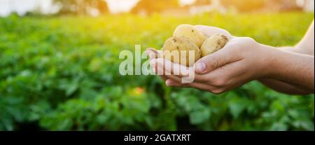 Frische junge Kartoffeln in den Händen eines Bauern auf dem Hintergrund landwirtschaftlicher Kartoffelplantagen. Ernte landwirtschaftlicher Kulturpflanzen. Frisches Bio-Gemüse Stockfoto