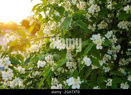 Schöner blühender Jasminbusch in den Strahlen des Sonnenuntergangs. Sommer- und Frühlingsbüsche, Blumen, Natur. Selektiver Fokus. Stockfoto