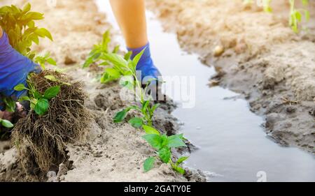 Ein Landwirt pflanzt frische Pfeffersämlinge auf einem Feld an. Anbau von Bio-Gemüse. Landwirtschaft und Landwirtschaft. Agrarindustrie. Selektiver Fokus auf das f Stockfoto