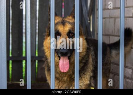 Ein erwachsener Hund sitzt leider in einem Käfig in einem hundehütte. Selektiver Fokus Stockfoto