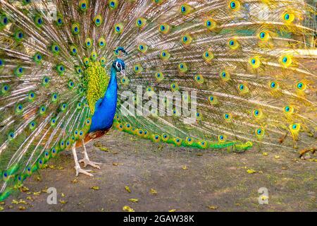 Der Pfau öffnete den bunten Schwanz wie ein Fächer aus der Nähe. Schönes Gefieder des männlichen Pfaus in der Paarungszeit. Stockfoto