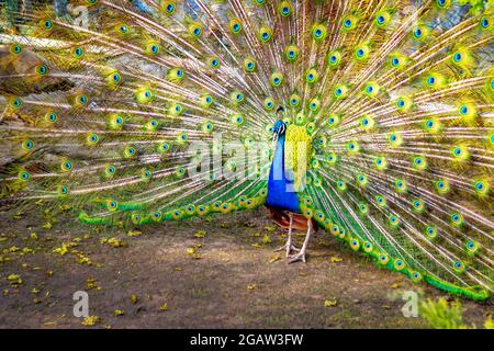 Der Pfau öffnete seinen bunten Schwanz wie ein Fächer. Schönes Gefieder des männlichen Pfaus in der Paarungszeit Stockfoto
