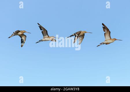 Foto Komposition von Schwarzschwanzgottwitz (Limosa limosa) im Flug Stockfoto