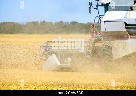 Die rotierende Walze eines grauen Mähdreschers schneidet Weizen im Staub auf dem Feld. Erntezeit. Heißer sonniger Sommertag. Stockfoto