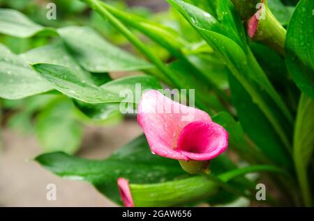 Ein wunderschöner Busch von Pink Calla Lily, der nach dem Regen im Garten wächst. Naturtapete. Schöner Hintergrund. Selektiver Fokus Stockfoto