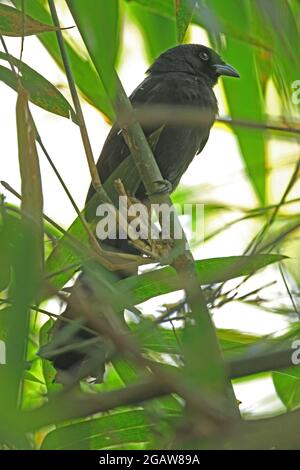 Ratchet-tailed Treepie (Temnurus temnurus) Erwachsener auf Bambus-Kaeng Krachan NP, Thailand Februar Stockfoto