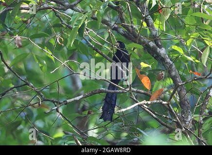 Ratchet-tailed Treepie (Temnurus temnurus) Erwachsene Fütterung in Obstbaum Kaeng Krachan NP, Thailand Februar Stockfoto