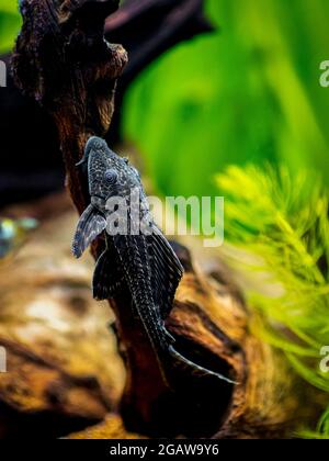 Saugerwels oder gewöhnlicher Pleco (Hypostomus plecostomus), isoliert in einem Aquarium mit verschwommenem Hintergrund Stockfoto