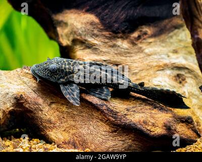 Saugerwels oder gewöhnlicher Pleco (Hypostomus plecostomus), isoliert in einem Aquarium mit verschwommenem Hintergrund Stockfoto