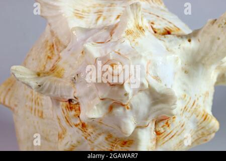 Makro-Aufnahme des natürlichen verzweigten Murex Seashell Spire Stockfoto