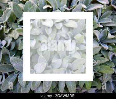 Stachys byzantina grüne Textur mit weißem Rahmen, natürlicher Hintergrund. Platz kopieren, Draufsicht. Stockfoto