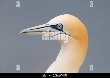 Eine Nahaufnahme des Kopfes eines erwachsenen nördlichen Gannets (Morus bassanus) am Bempton Cliffs RSPB, East Yorkshire Stockfoto