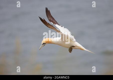 Ein erwachsener nördlicher Gannet (Morus bassanus) im Flug in der einzigen englischen Kolonie im Bempton Cliffs RSPB Reserve, East Yorkshire Stockfoto