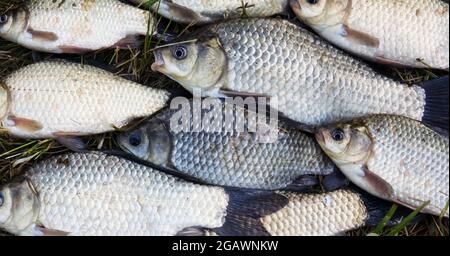 Hintergrund von frisch gefangenem Flussfisch. Karauschen aus der Nähe Stockfoto