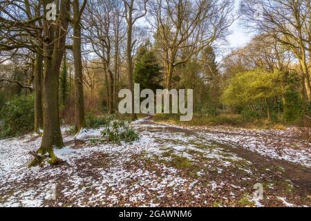 Southcrest Wood in Redditch, Worcestershire im Winter. Stockfoto