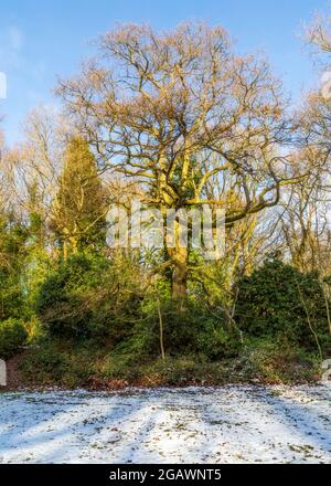 Southcrest Wood in Redditch, Worcestershire im Winter. Stockfoto