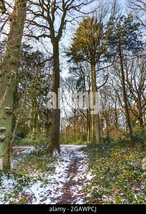 Southcrest Wood in Redditch, Worcestershire im Winter. Stockfoto