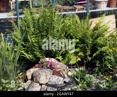 KLEINER GARTENSTEINGARTEN MIT FARNEN Stockfoto