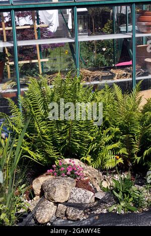 KLEINER GARTENSTEINGARTEN MIT FARNEN Stockfoto