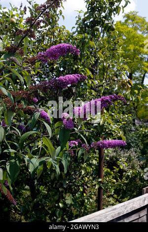 BUDDLEJA DAVIDII EMPIRE BLAU Stockfoto