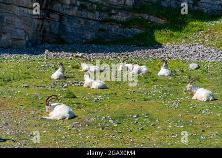 Walisische Kashmiri-Ziegen auf der Landzunge Great Orme in Llandudno, Wales Stockfoto