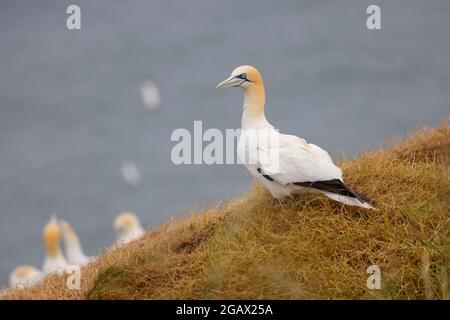 Ein erwachsener nördlicher Gannet (Morus bassanus) auf der Klippe des Bempton RSPB Reservats, East Yorkshire Stockfoto