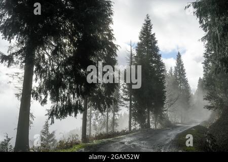 Waldweg in Richtung Mount Ubieta im hinterleuchteten Nebel Stockfoto