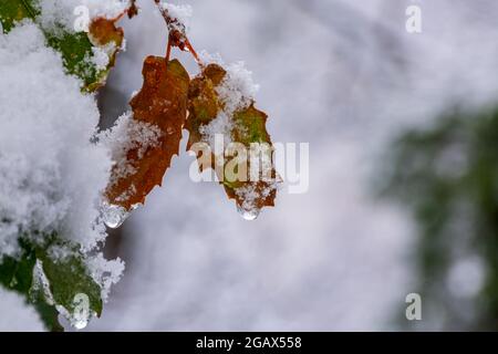 Trockene Blätter hängen immer noch vom Baum, der mit Schnee bedeckt ist. Stockfoto