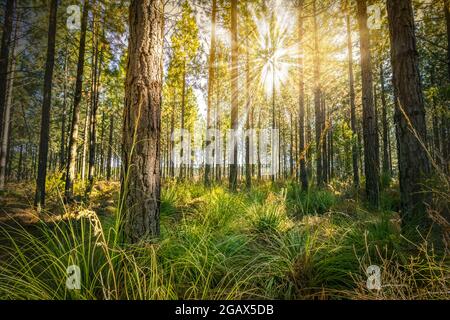 Malerischer Wald aus jungen grünen Kiefern auf grünem Grasfeld mit der Sonne, die ihre warmen Strahlen durch das Laub wirft - Foto bei Sonnenaufgang oder Sonnenuntergang Stockfoto