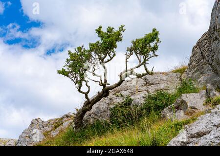 Ein eineinziger Baum auf der Landzunge von Great Orme in Llandudno, Wales Stockfoto